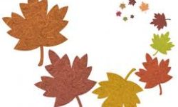 maple leaves maple leaves